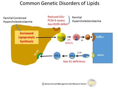 Common Genetic Disorders of Lipids